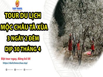 tour-du-lich-moc-chau-ta-xua-3-ngay-2-dem-dip-30-thang-4-9